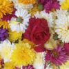 A bright and colorful assortment of chrysanthemums and roses, showcasing vivid hues and natural beauty.
