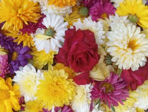 A bright and colorful assortment of chrysanthemums and roses, showcasing vivid hues and natural beauty.